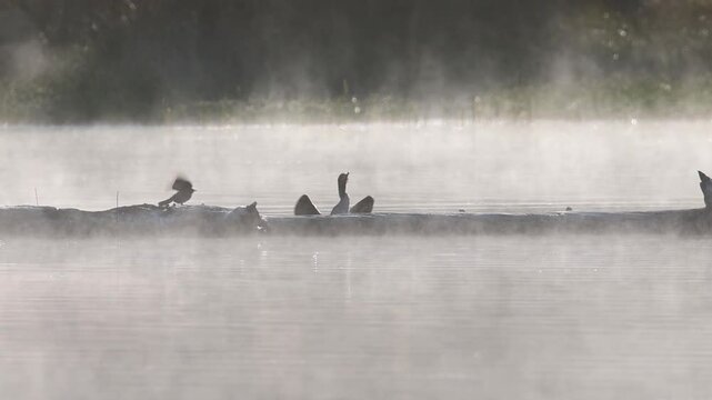 Double-crested cormorant (Phalacrocorax auritus) swims up to a log in Antelope Lake in Plumas County, California and climbs on, surrounded by calm mist and soft morning light