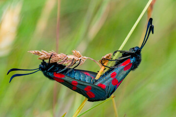 Zesvlekwitvlekken in paring op grasspriet / Six-spot Burnet Moths Mating on Grass Blade