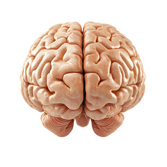 3d front view of human brain isolated on a transparent background