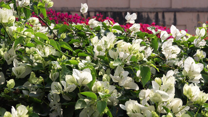 Bougainvillea plant in full bloom with white flowers