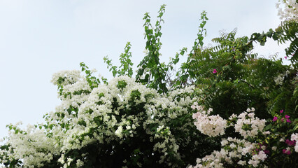 Bougainvillea plant in full bloom with white flowers