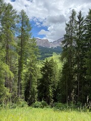 Dolomite mountain peaks landscape with trees