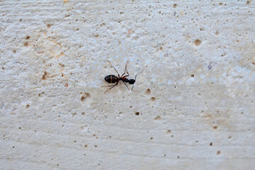 ant on the wall