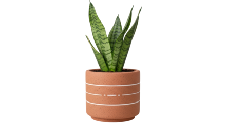 Isolated Snake Plant in Pot