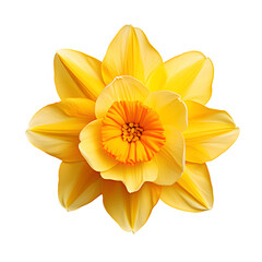 Fototapeta premium A daffodil top view isolated on a transparent background