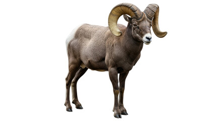 Isolated Bighorn Sheep