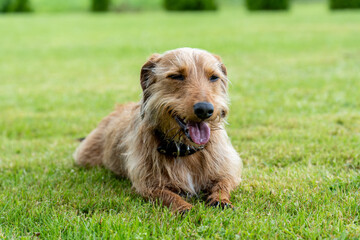 Smiling Wirehaired Dog Lying on Grass – Happy Brown Pet Relaxing Outdoors on a Summer Day
