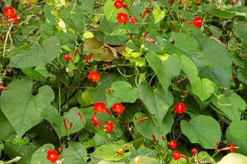 Vibrant Red Flowers and Lush Green Foliage