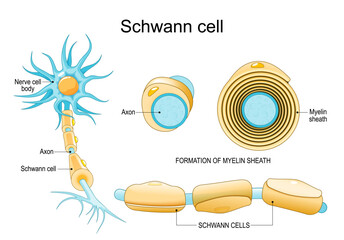Schwann cell anatomy. Structure of neuron