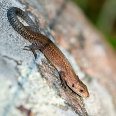 Common lizard