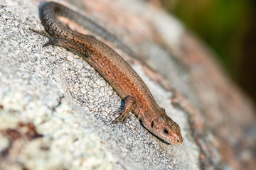 Common lizard
