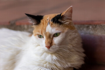 Cat with green eyes lying on the floor and looking at the camera