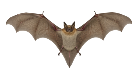 Isolated Bat