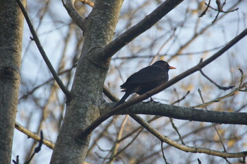 blackbird on a branch