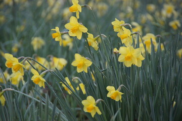 Daffodils 