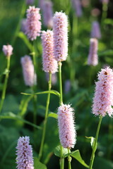 Soft pink spikes of Persicaria bistorta in a garden