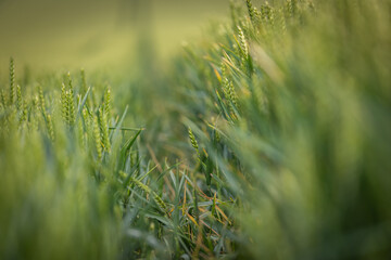 A wheat field in the South Downs, with selective focus
