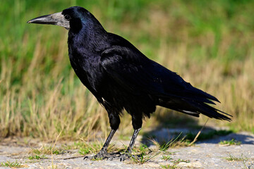 Saatkrähe // Rook (Corvus frugilegus)