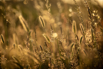 Golden hour in a grass meadow, with a shallow depth of field