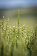 A close up of wheat growing on farmland in Sussex, with a shallow depth of field