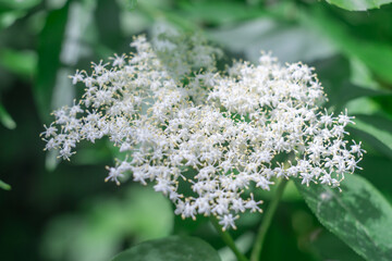 Flowering white flowers of elder in garden in summer close-up. Cluster of bushes elderberry sambucus the family viburnaceae blossom in gardening. Ingredient in drink sambuca is black sambucus nigra.