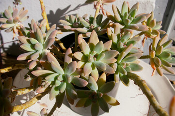 Pink and green succulents in a pot