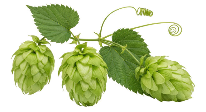 Isolated Hop Cones on White