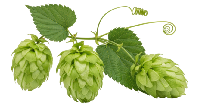 Isolated Hop Cones on White
