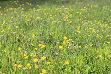 Masses of buttercups in a countryside meadow