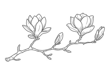 Elegant line drawing of a magnolia branch with blooming flowers and buds