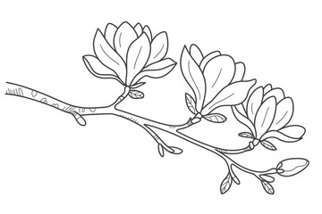 Elegant line art drawing of a blooming magnolia branch with delicate flowers and leaves