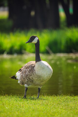 Canada goose standing near a pond on a sunny day in green pasture, ideal concept for free-range poultry and organic farm life