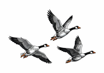 Obraz premium Three Geese in Flight A Detailed Vector Illustration