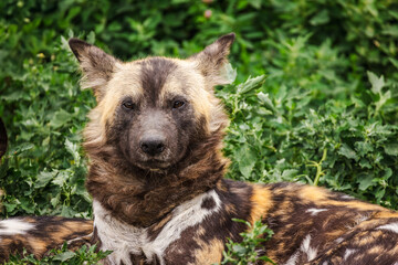 Portrait of a resting African painted dog with distinctive fur patterns and upright ears, lying...