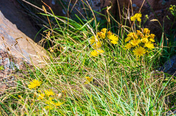 Gelb blühende Vegetation zwischen Granitblöcken