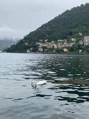 swan at lake como with italian alps