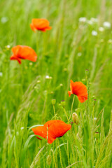 summer field with poppy and cornflower blooms