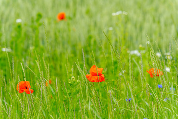 summer field with poppy and cornflower blooms