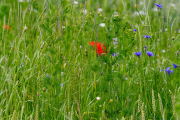 summer field with poppy and cornflower blooms