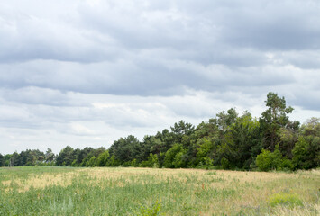 A field of grass and trees