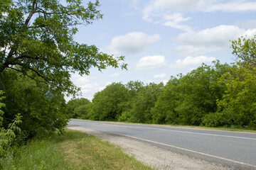 A road with trees on either side