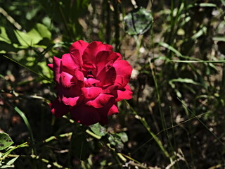 pink valentine rose and green background