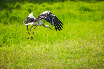 White stork with extended wings preparing to land on a grassy field, symbolizing grace, wildlife, and natural rural freedom