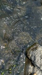 Texture variations in nature and their significance