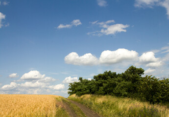 Fototapeta premium A dirt road with trees on either side of it