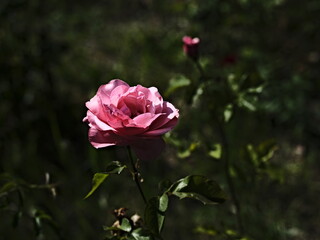 pink valentine rose and green background