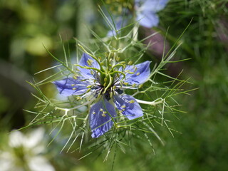Nahaufnahme einer blauen Jungfer im Grünen, Sommerblüher im heimischen Garten