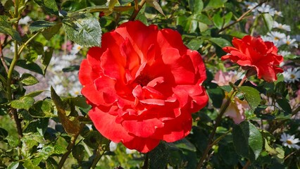Sweden. Floribunda is a modern cultivar group of garden roses that was developed by crossing hybrid...