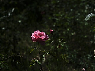 pink valentine rose and green background