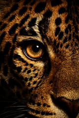 Dramatic close up of leopard face with intense amber eye and sharp fur detail symbolizing wild power alertness and predator instinct in nature